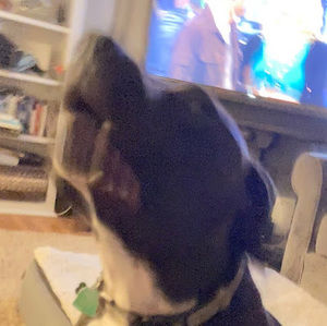 Meet your Posher, Greyson